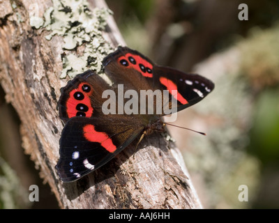 Painted Lady butterfly NZ Red Admiral Butterfly Kahukura Vanessa Bassaris gonerilla on tree branch with lichen Stock Photo