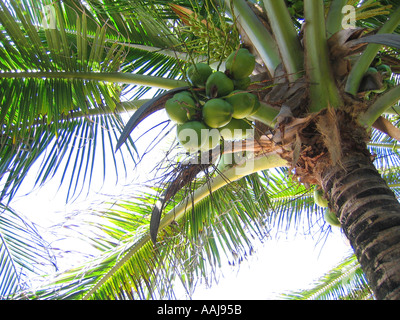 Coconut tree at the secluded Praia do Madeiro beach by Baia dos Golfinhos bay in Pipa, south of Natal, Brazil. Stock Photo