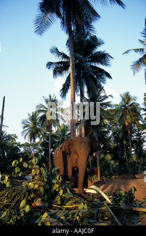 Indian Elephant at the Pinawella Orphanage, Sri Lanka Stock Photo