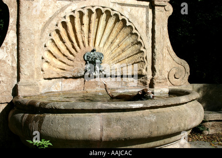 doggy bath in the fountain Maximiliansbruecke Munich Bavaria Germany Stock Photo