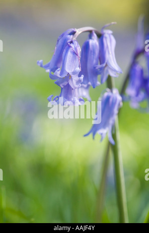 Bluebell close up in grass Stock Photo