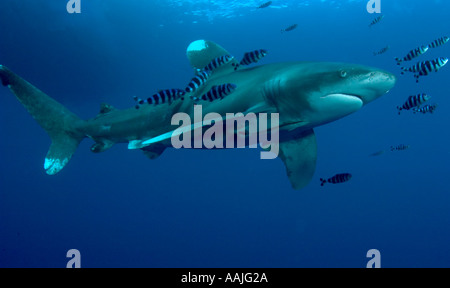 Ocean white tip shark cruising in the blue Red Sea Egypt accompanied by pilot fish Stock Photo