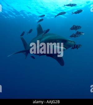 Ocean white tip shark cruising in the blue Red Sea Egypt accompanied by pilot fish Stock Photo