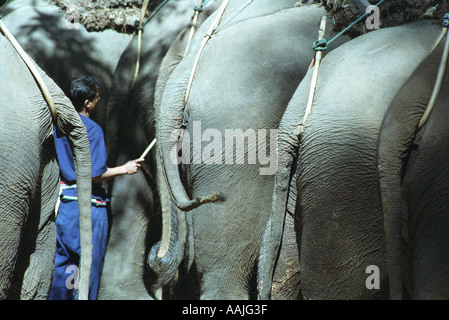 Elephants rearsides beeing brushed by their Mahoud Chiang Mai Thailand Stock Photo