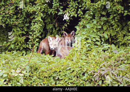 Two Young Urban Foxes Stock Photo