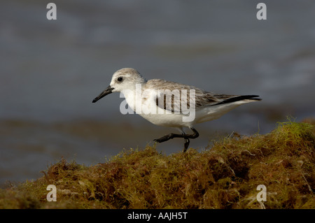 Sanderling Calidris alba Florida USA searching for food on seashore Stock Photo