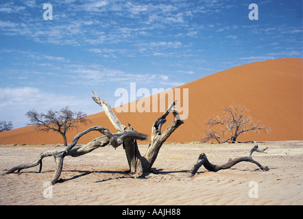 Sculptured dead camel thorn trees overwhelmed by sand dunes in the Namib desert Namibia southern Africa Stock Photo