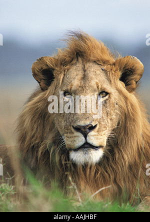 Portrait of alert male lion sitting on termite mound Stock Photo