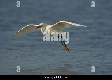 Snowy Egret Egretta thula Florida USA breeding adult in flight Stock Photo