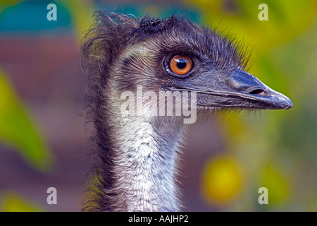 Emu Stock Photo