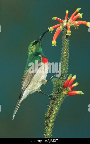 Lesser Double Collared Sunbird taking nectar from the flower of an aloe South Africa Stock Photo