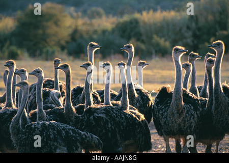 Ostriches near Oudtshoorn Western Cape South Africa Stock Photo