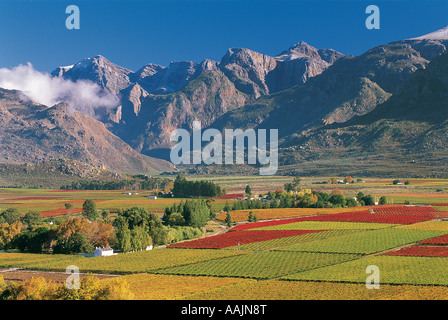Dramatic scene of extensive vineyards with autumn colours in the Hex River Valley South Africa Stock Photo