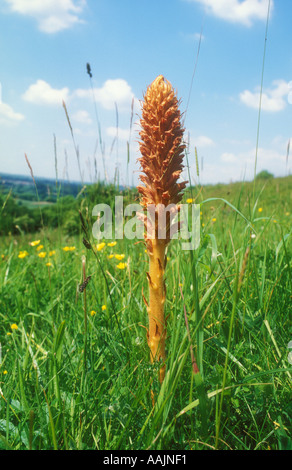 Greater Broomrape set within grassland habitat Stock Photo