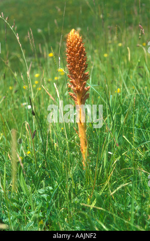 Greater Broomrape set within grassland habitat Stock Photo