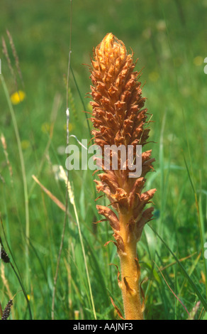 Close up of Greater Broomrape set within grassland habitat Stock Photo