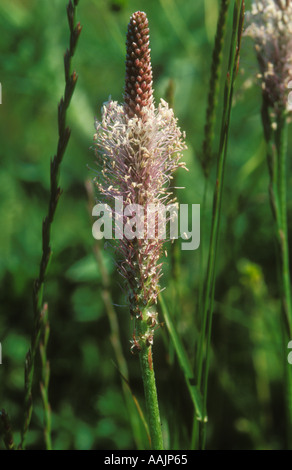 Greater Plantain in grassland Stock Photo