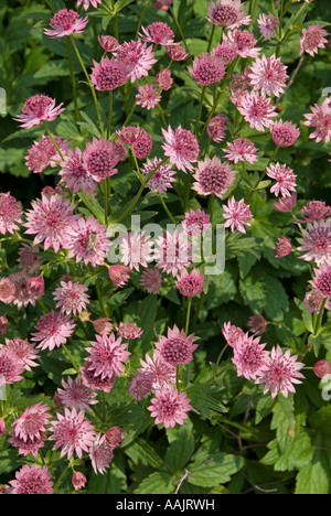 Masterwort (Astrantia major 'Roma') Stock Photo