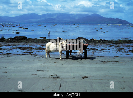 white donkey detached from cart stands on one of irelands sandy shorelines