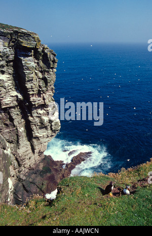 Isle of Noss National Nature Reserve bird cliff's Shetland, Scotland. Stock Photo