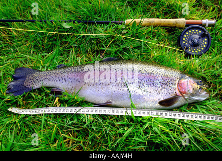 Fly fishing at Robins Lake in Robins Wood Farnham South England Stock Photo