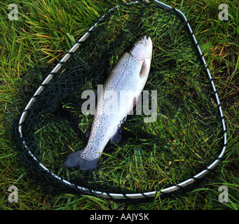 Fly fishing at Robins Lake in Robins Wood Farnham South England Stock Photo