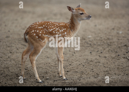 Sika Deer - Cervus nippon pseudaxis Stock Photo