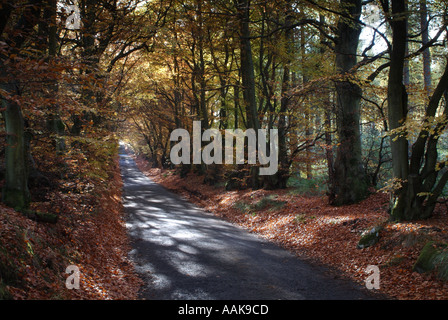 Autumn beeches at Beecraigs Country Park, Linlithgow, West Lothian, Scotland, UK. Stock Photo