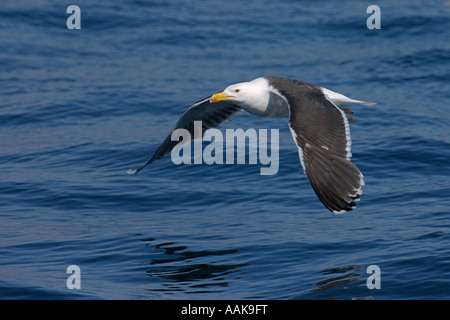 Great black backed gull Larus marinus adult in flight Scotland June Stock Photo