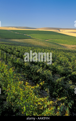 Rows of grape vines at Seven Hills Vineyards with wheat fields in the distance Walla Walla Valley Washington Stock Photo