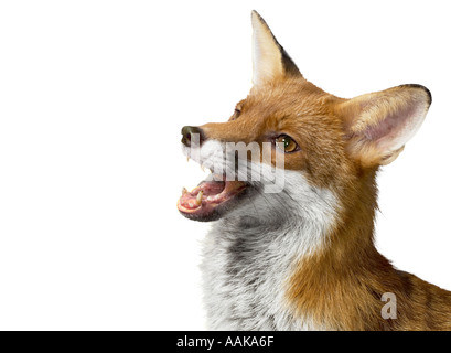 Fox head shot looking up Stock Photo