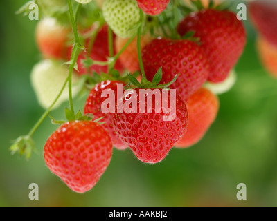 Growing of strawberries in a modern greenhouse Stock Photo - Alamy