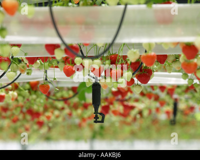 Watering system in greenhouse with strawberries growing in suspended long trays Noord Brabant the Netherlands Stock Photo