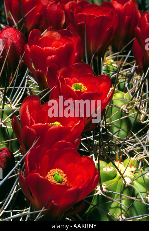 Claret Cup Cactus Echinocereus triglochidiatus Mojave Desert California Stock Photo