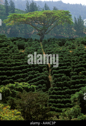 Coffee plantation, San Jose area, Central Valley, Costa Rica Stock Photo