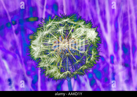 Solarized dandelion seedhead for graphic effect Taraxacum officinale Stock Photo