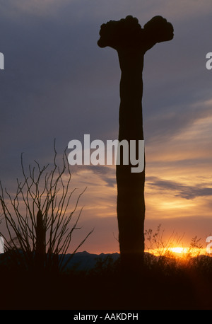 Crested Saguaro Cactus Carnegiea gigantea silhouetted by sunset Saguaro National Park Tucson Arizona Stock Photo