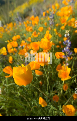 Mexican Gold Poppies Escholzia californica ssp mexicana Arizona Stock Photo