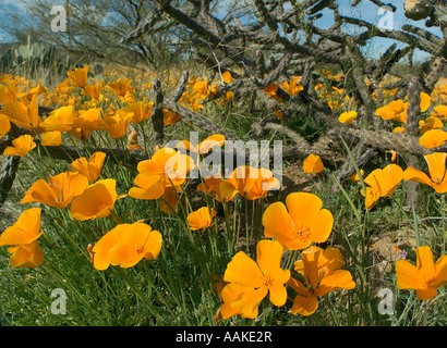 Mexican Gold Poppies aka: California Poppy Escholzia californica ssp ...