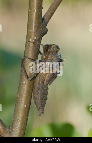 A Four-Spotted Chaser (Libellula quadrimaculata) is about to emerge... Stock Photo