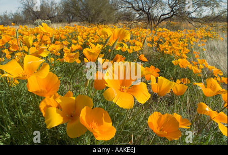 Mexican Gold Poppy Escholzia californica ssp mexicana Arizona Stock Photo