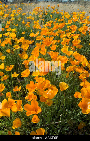 Mexican Gold Poppy aka; California Poppy Escholzia californica ssp mexicana Arizona Stock Photo