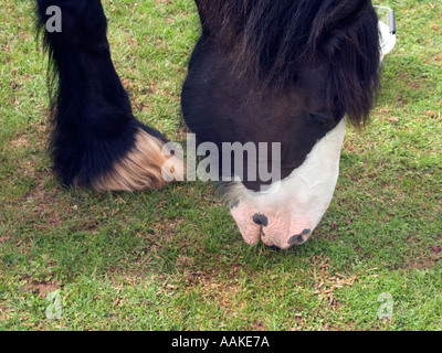 Head, close, up, closeup, close-up, shire, working, horse, Shire Horse grazing on short grass, Grand Western Canal, Tiverton, Stock Photo