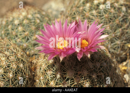 Spiny Star Cactus Escobaria vivipara or Mammillaria vivipara Arizona Stock Photo