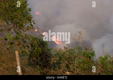 Burning forest being cleared to plant crops by villagers near Phongsaly Laos Stock Photo