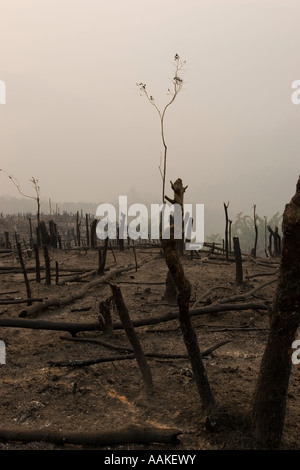 Burnt forest cleared for farming by local villagers near Phongsaly Laos ...