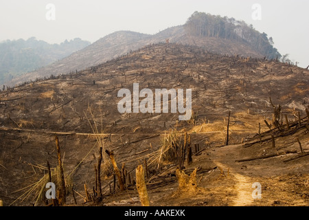 Burnt forest cleared for farming by local villagers near Phongsaly Laos ...