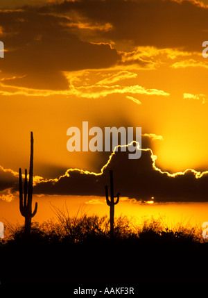 Dramatic sunset in Saguaro National Park East side Tucson Arizona Stock Photo