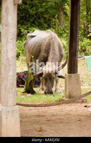 Water buffalo with clothing on its horn Don Det Laos Stock Photo