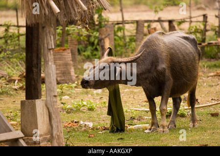 Water buffalo with clothing on its horn Don Det Laos Stock Photo